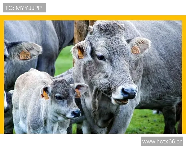 公牛在自然生态中的重要角色与文化象征意义探讨